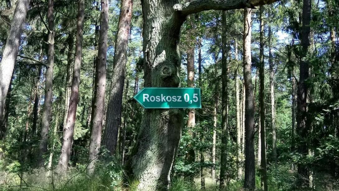 Ostoja Sosnowa Czarny Mlyn, Kompleks Dwoch Nowych Domkow Esterno foto